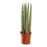 Planta Lanca De Sao