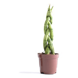 Planta Lanca De Sao