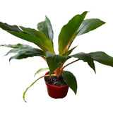 Planta Lumina Pequena Top