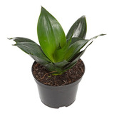Trifasciata