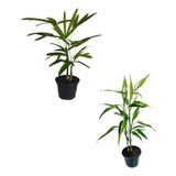 Planta Natural Bambu Da Sorte Palmeira Ráfis Feng Shui