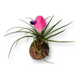 Planta Natural Bromelia Tilandsia Kokedama Cultivo Sem Solo