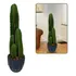 Planta Natural Cacto Mandacaru Grande   Vaso Decorativo