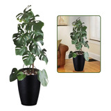 Planta Natural Costela De