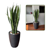 Planta Natural Espada De