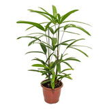 Planta Natural Facil De Cuidar Palmeira Raphis 80cm