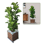 Planta Natural Ficus Lyrata