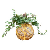 Planta Natural Hera Kokedama Decoração Para