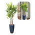 Planta Natural Palmeira Ráfia Com Vaso Decorativo