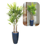 Planta Natural Palmeira Rafia