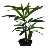 Planta Natural Palmeira Rafis Ou Rafia Decoração Interiores