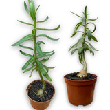 Planta Pachypodium Succulentum Muda