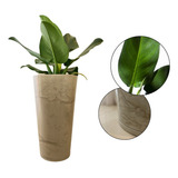 Planta Pacova Natural C