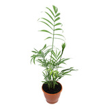 Planta Palmeira Chamaedora Elegans Natural 45cm
