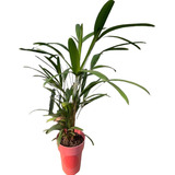 Planta Palmeira Rafia Rafhis Excelsa Varias Hastes Linda Top