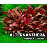 Planta Para Aquário Alternanthera Reineckii  mini 