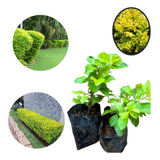 Planta Para Jardim Pingo De Ouro 20 Unidades