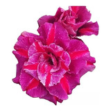 Planta Rosa Deserto Id Ts