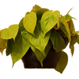 Planta Viva Filodendro Ouro