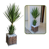 Planta Yucca No Vaso Cachepot De
