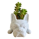 Plantador De Suculentas