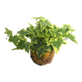 Cultivo