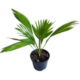Plantas Naturais Muda Palmeira Leque Mirim Linda E Saudável