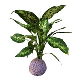 Plantas Ornamentais Kokedama De