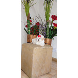 Poodle Femea Com Pedigree