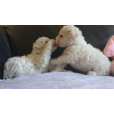 Poodle Micro Toy A