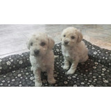Poodle Micro Toy A
