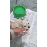 Poodle Micro Toy Femea