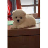 Poodle Micro Toy Femea