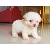 Poodle Micro Toy Femea