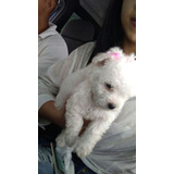 Poodle Micro Toy Femea