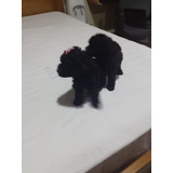 Poodle Micro Toy Macho