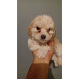 Poodle Micro Toy Macho