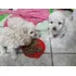 Poodle Micro Toy Machos E Fêmeas Disponível