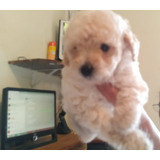 Poodle Micro Toy Promocao