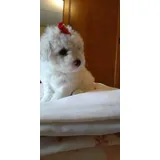 Poodle Micro Toy