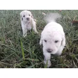 Poodle Micro Toy