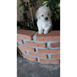 Poodle Micro Toy 