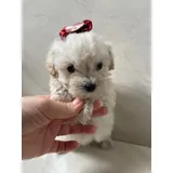Poodle Micro Toy