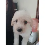 Poodles
