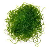Porcao De Alga Chaetomorpha