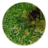 Porcao Mista Lenna Azolla