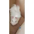 Porquinho Da Índia Adulto Macho Manso Pelos Sedosos Branco