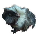 Porquinho Da India Angora