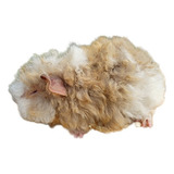 Porquinho Da India Raça Lukarya Bebe Macho