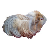 Porquinho Da India Sheltie